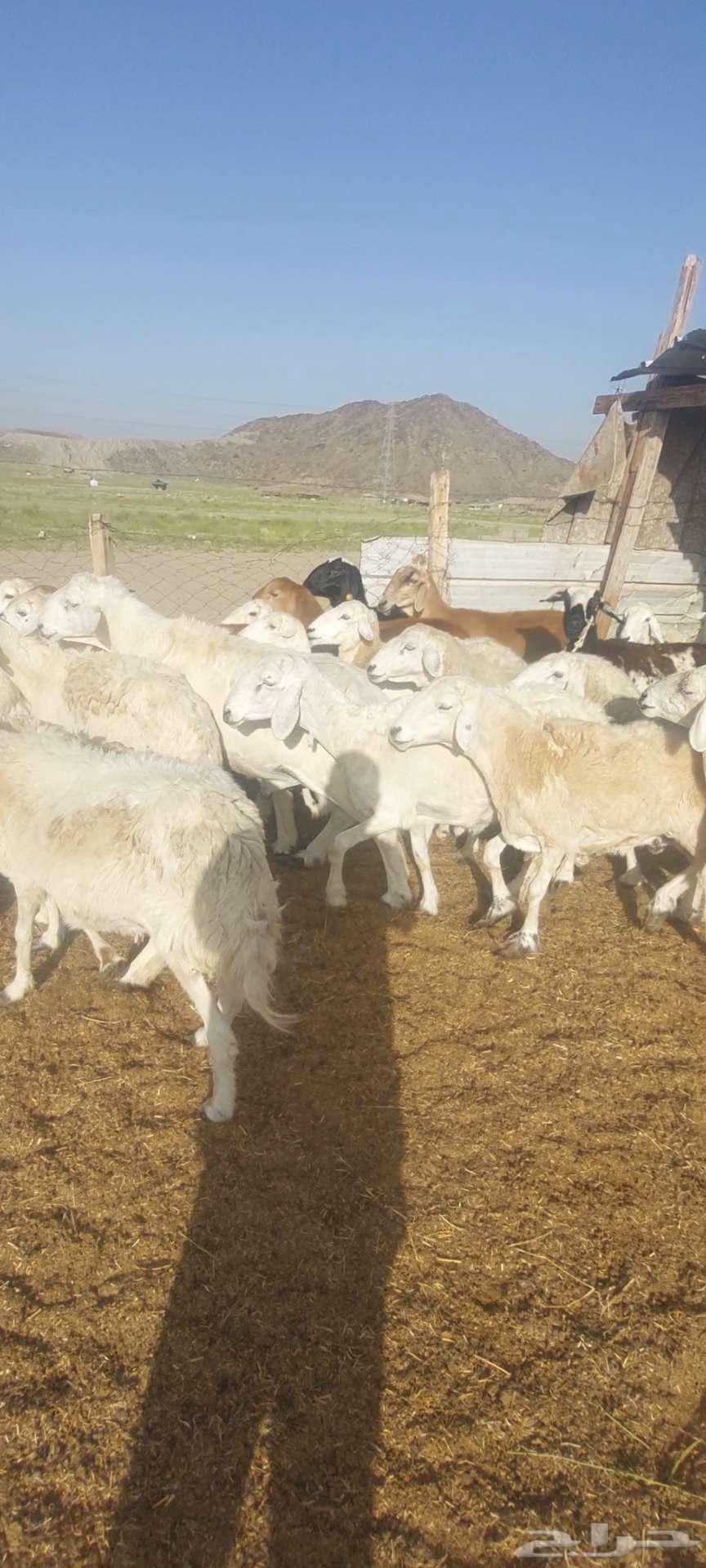 ضان حريات وسواكنية.. ومعزا خلفات63076568380417112