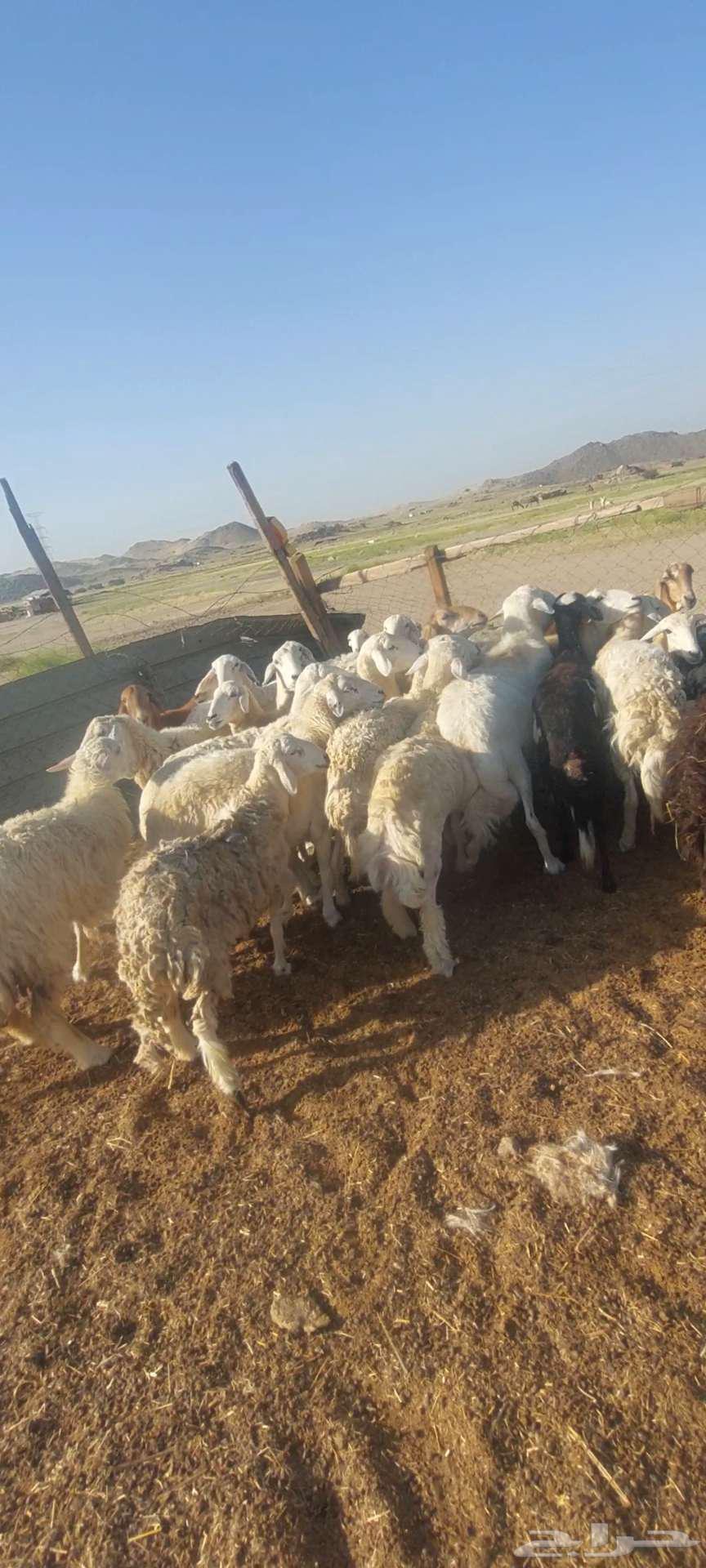 ضان حريات وسواكنية.. ومعزا خلفات63076568380417111