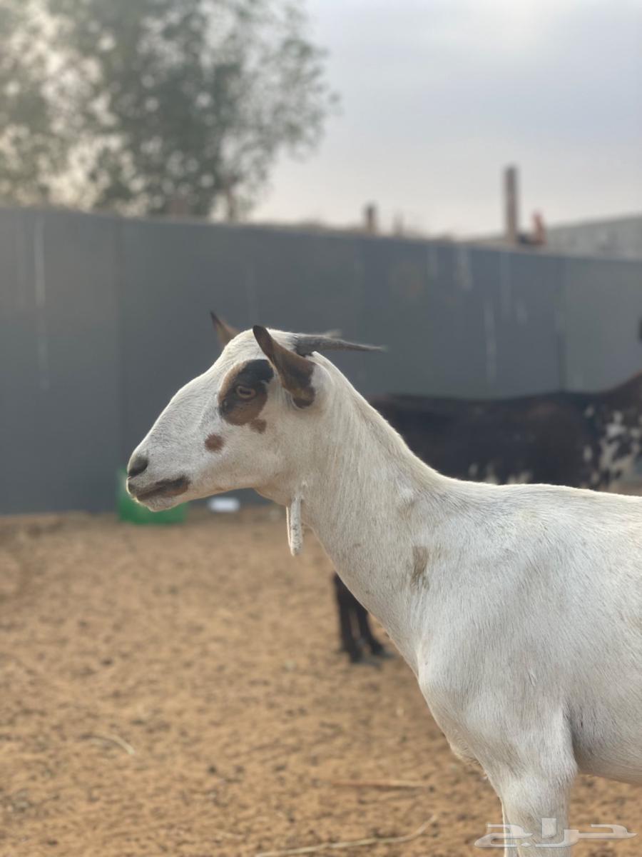 جفرة بيشيه63076531703682119