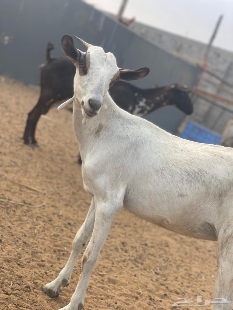 جفرة بيشيه63076531703682111