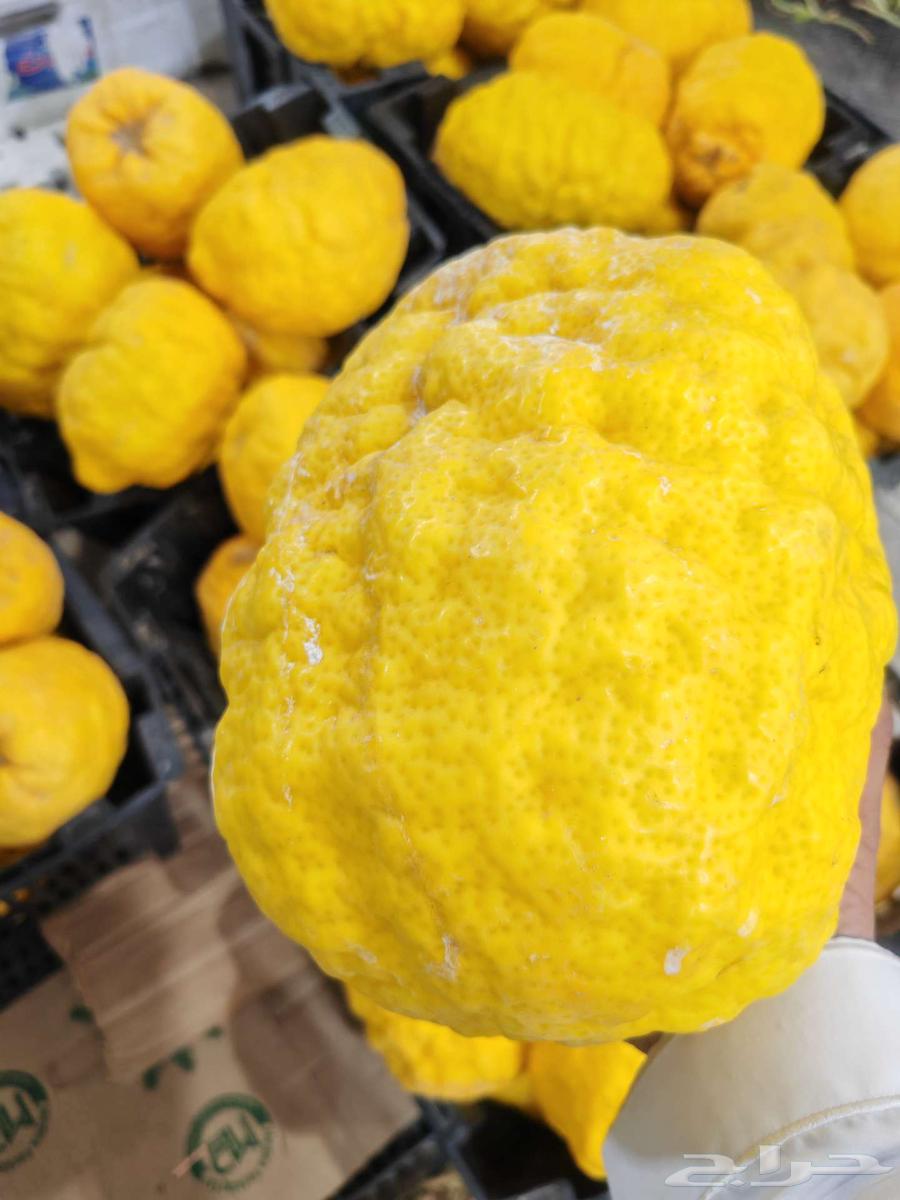 ترنج حائل63077785153666111
