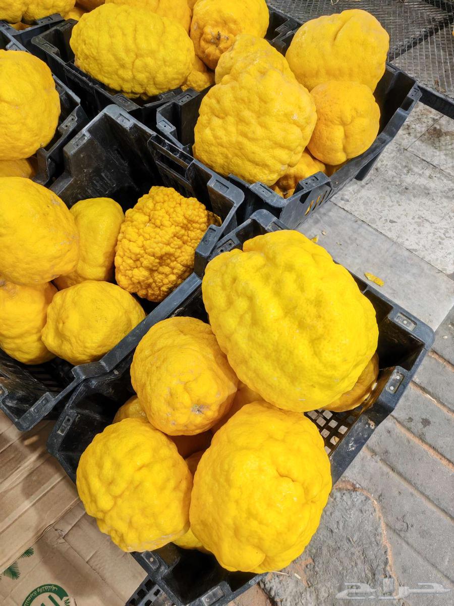 ترنج حائل630777851536661128