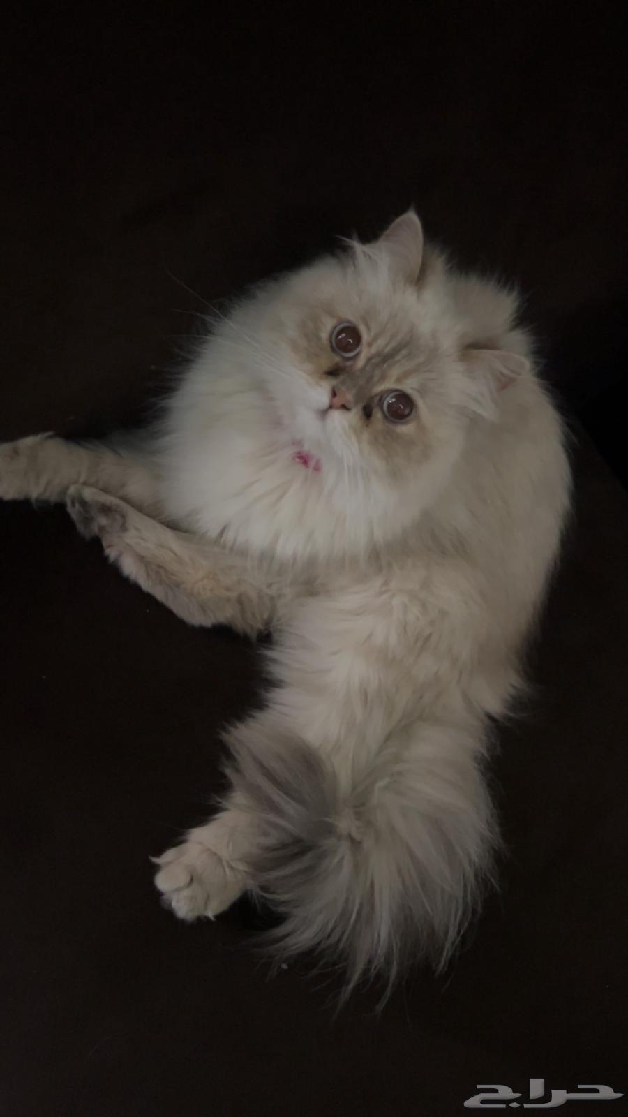 Shirazi cat for adoption630773646778911126