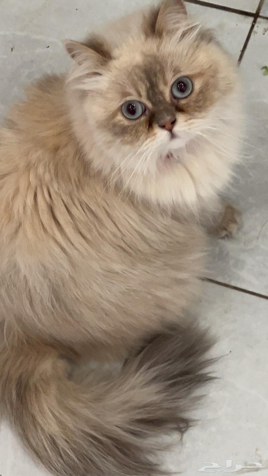 Shirazi cat for adoption63077364677891111