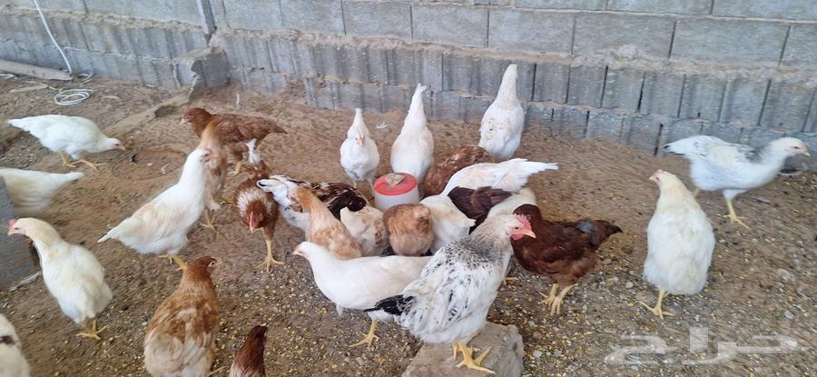 Lohmann chicken63076933102977111