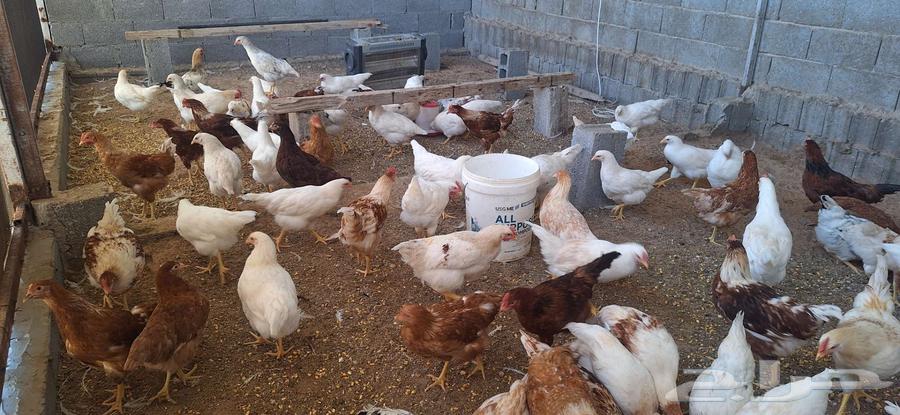Lohmann chicken63076933102977110