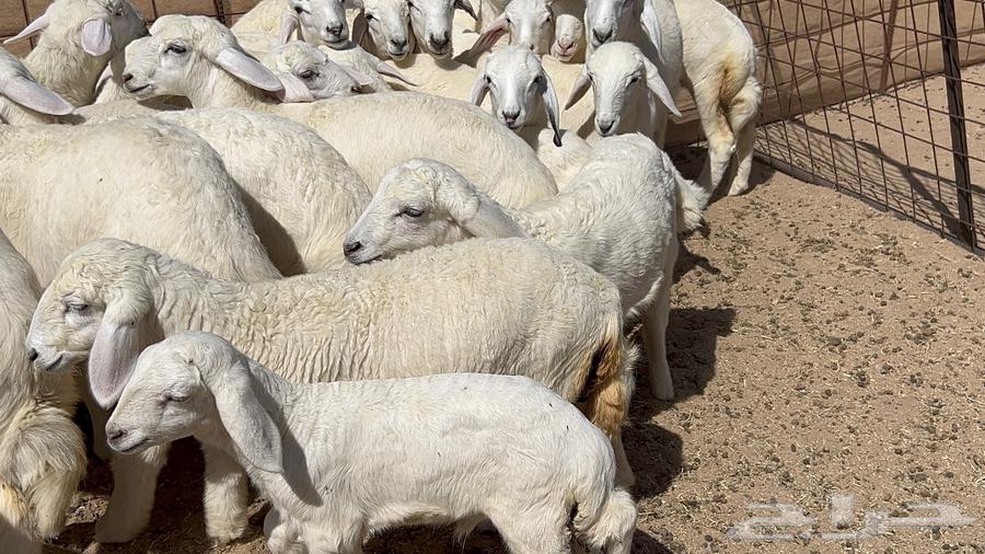 خلفات بهمها ذبايح 43 تحتها 40 السوم 177063077338532866114
