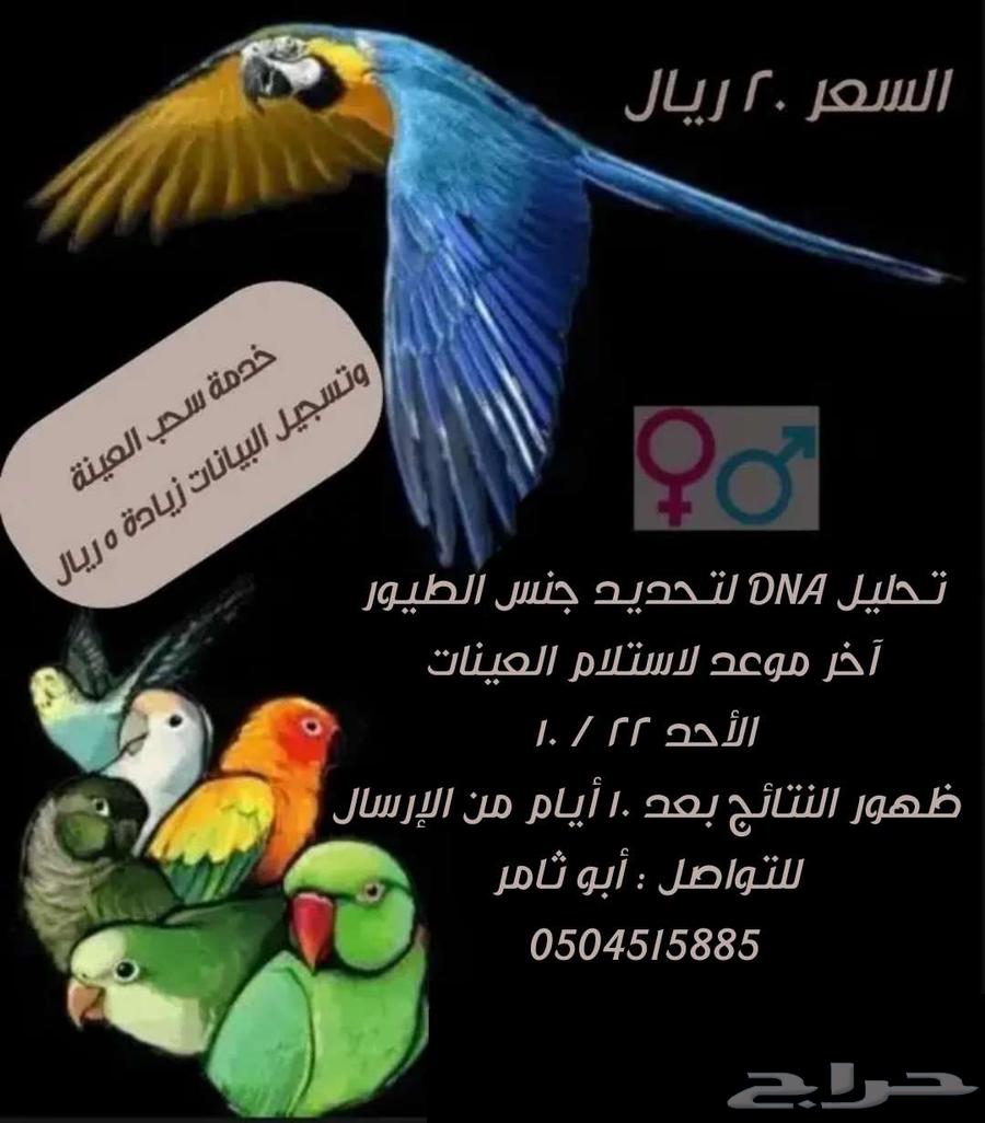 تحليل DNA للطيور630729069704981111