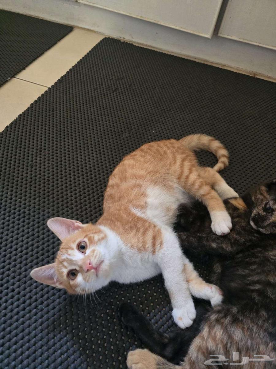 Free yellow Shirazi cat for adoption63074145388930112