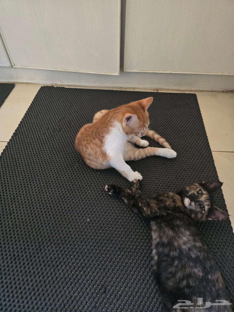 Free yellow Shirazi cat for adoption63074145388930111