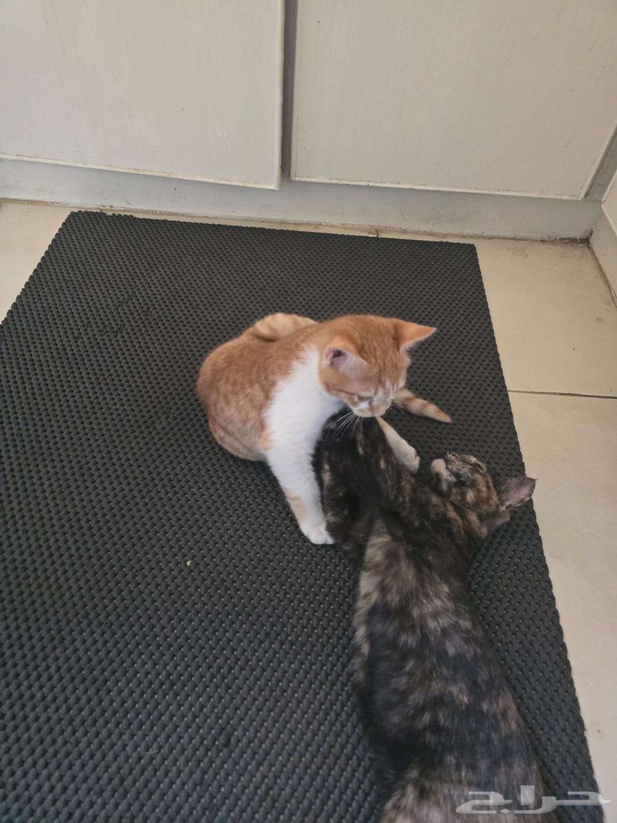 Free yellow Shirazi cat for adoption630741453889301111