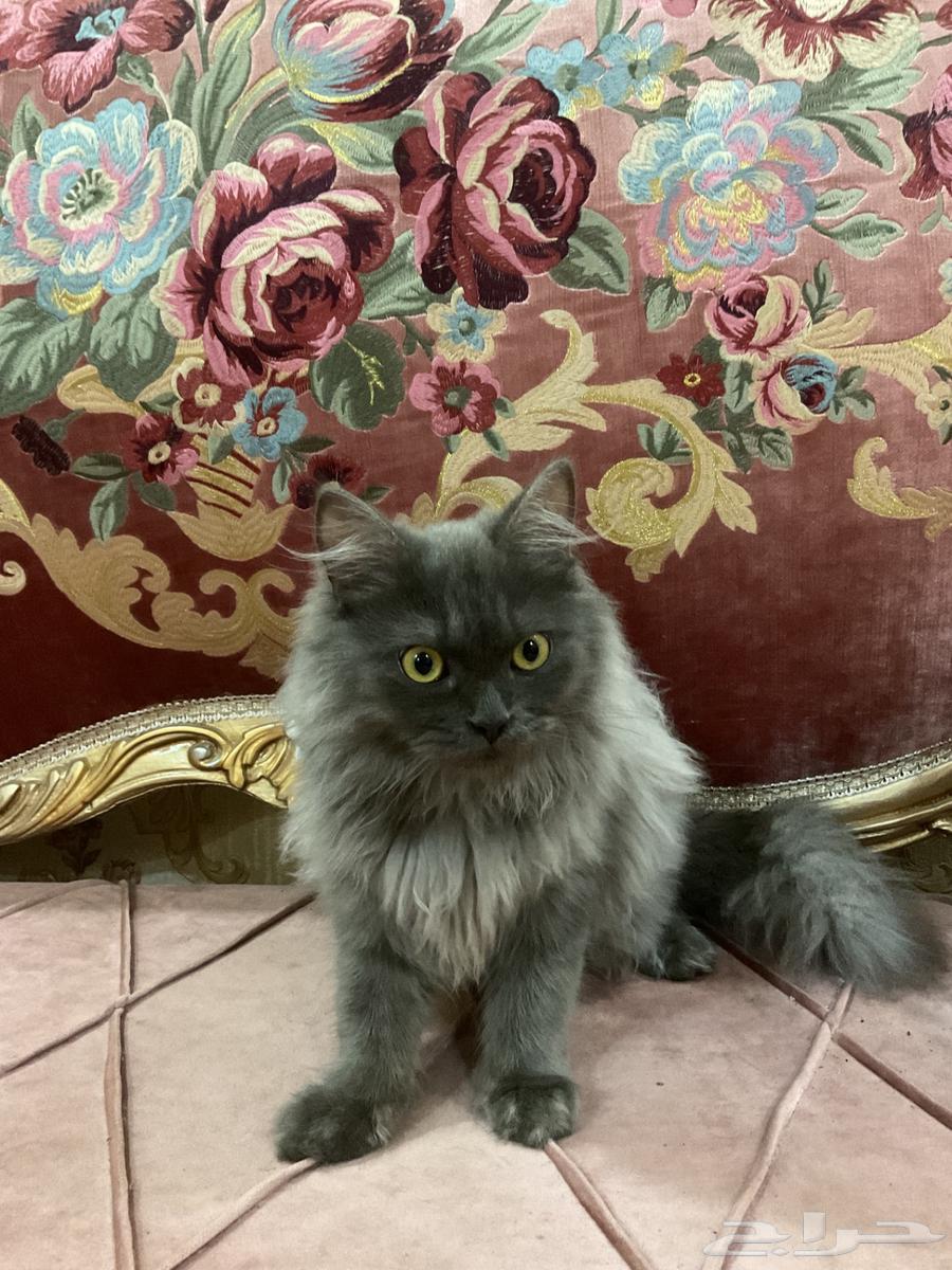 Shirazi cats sketch for adoption63074161397122113
