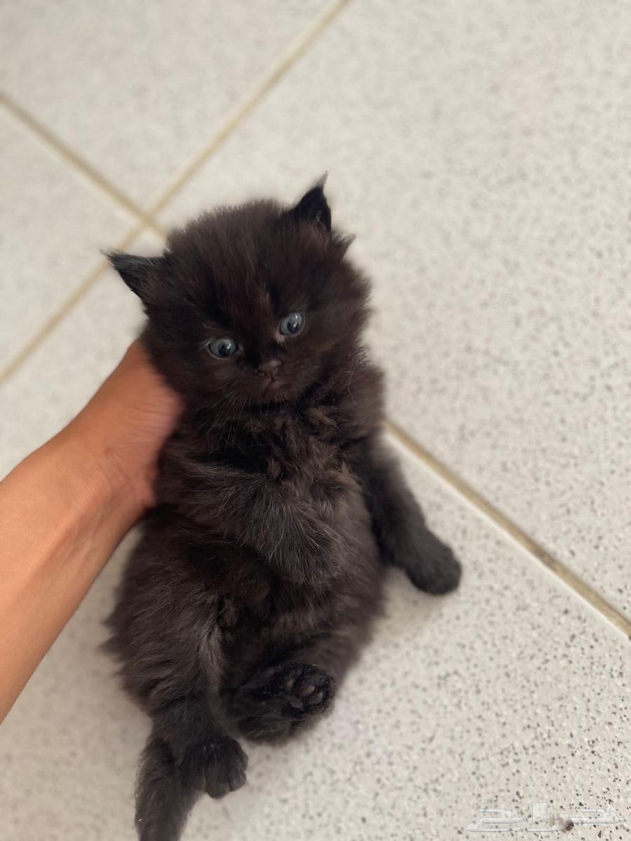 For sale: Kittens, Scottish Street and Fold, newborns aged one month63072916395905114