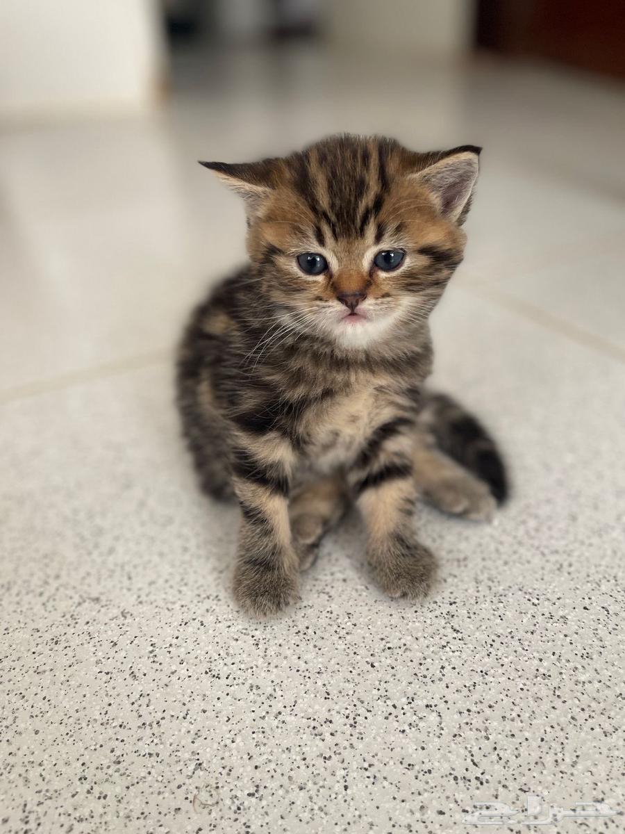 For sale: Kittens, Scottish Street and Fold, newborns aged one month63072916395905111