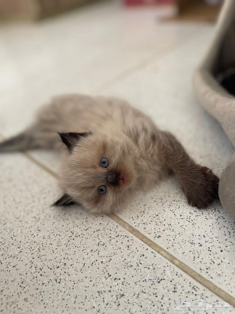 For sale: Kittens, Scottish Street and Fold, newborns aged one month63072916395905112