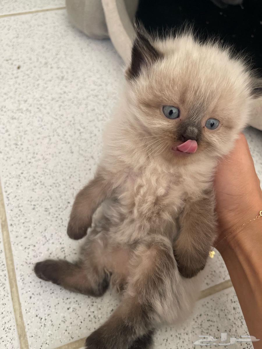 For sale: Kittens, Scottish Street and Fold, newborns aged one month63072916395905113