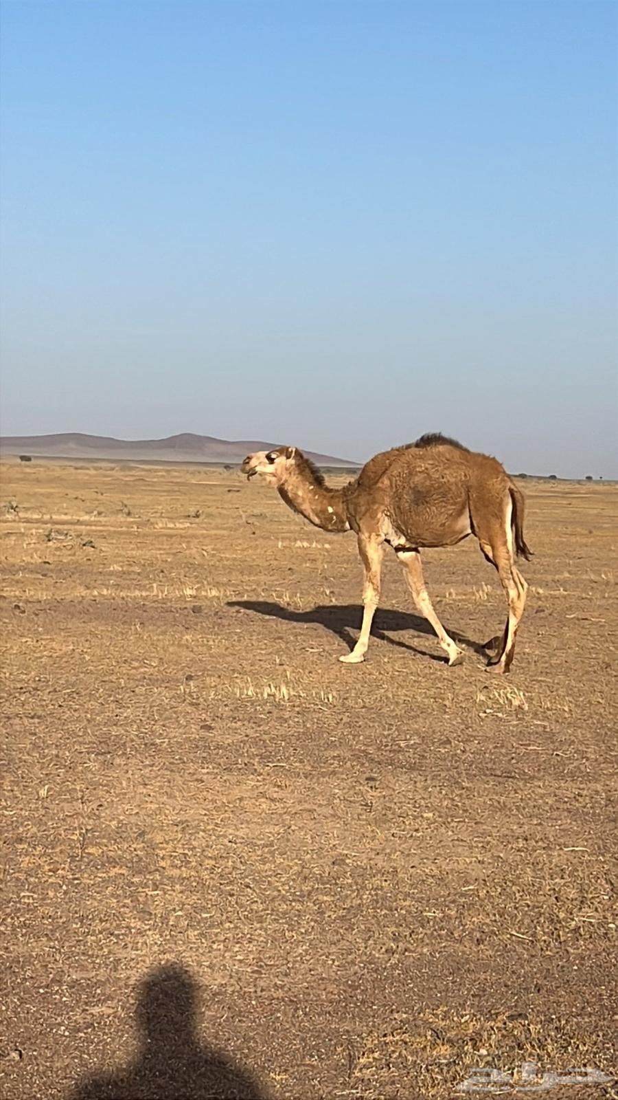 نياق للبيع63073356523649111