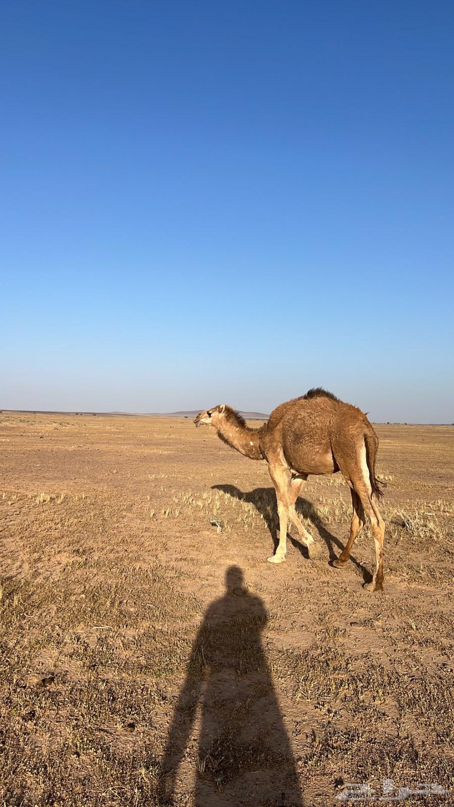 نياق للبيع630733565236491117