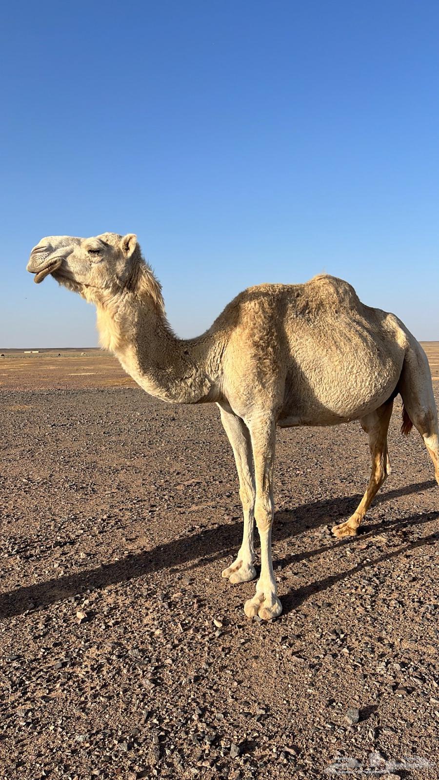 نياق للبيع63073356523649113