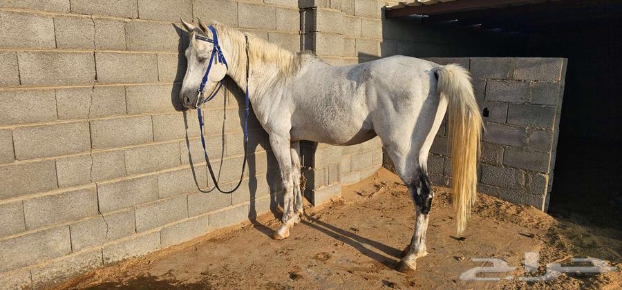 خيول للبيع63073800952449110