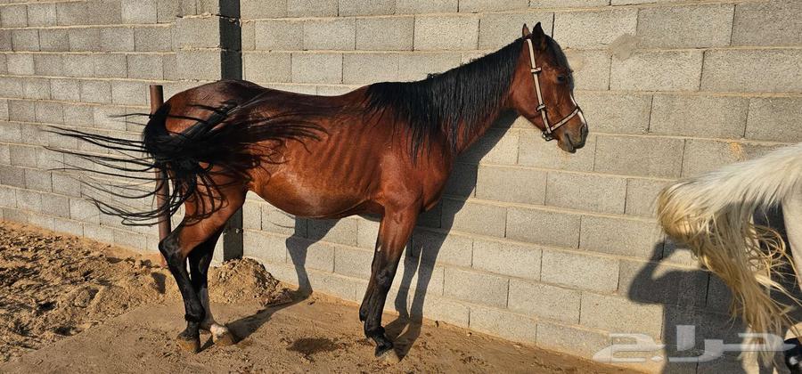 خيول للبيع63073800952449114