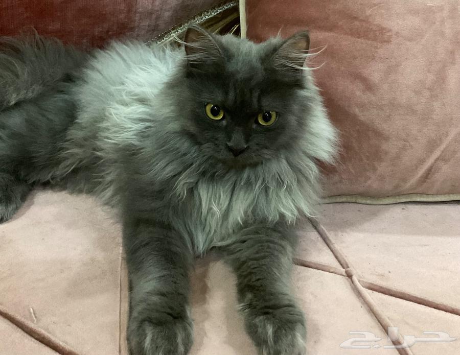 Shirazi cats sketch for adoption63074161397122112