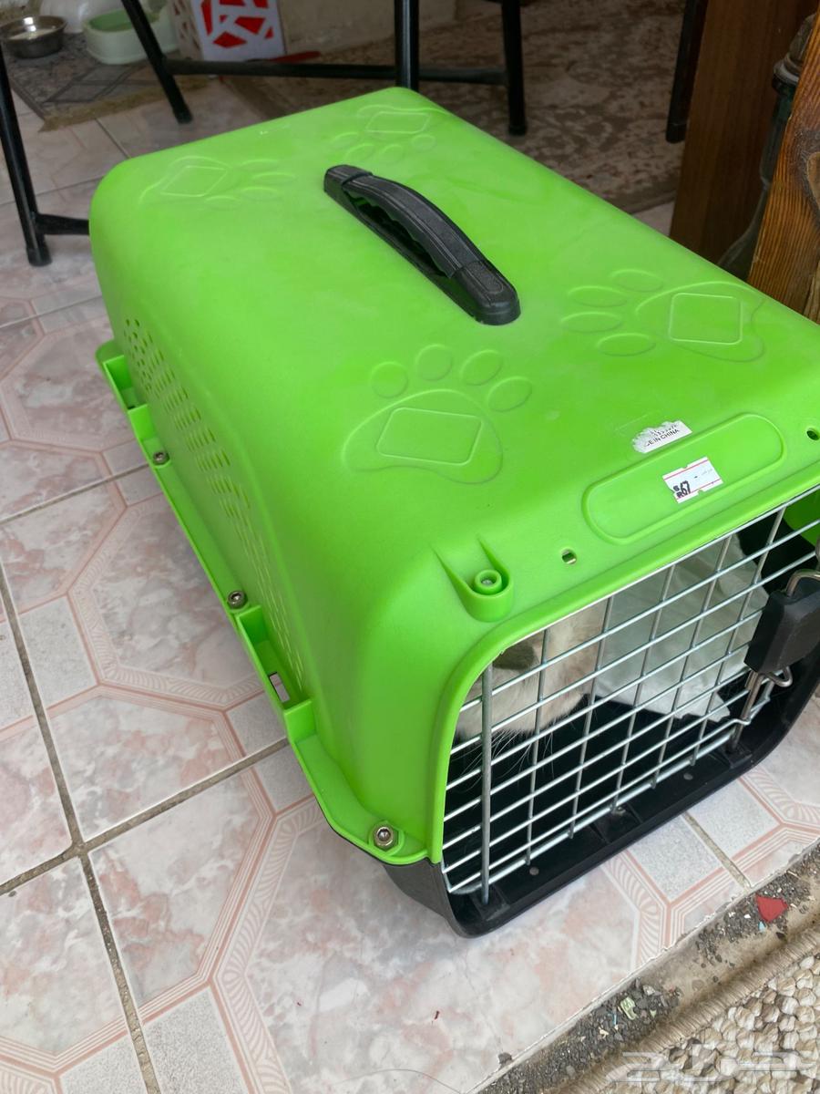 Cat for sale63072937123970113