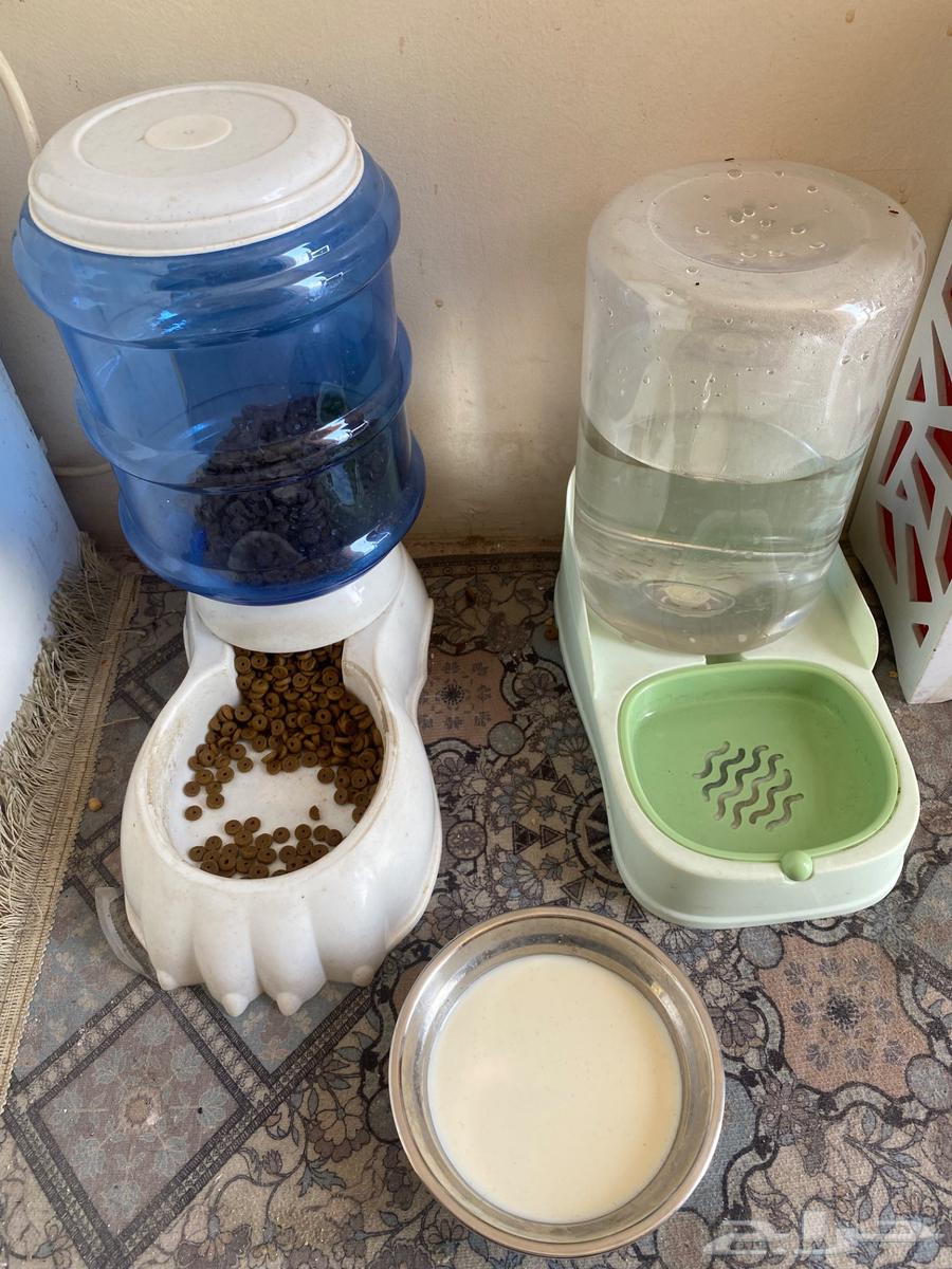 Cat for sale63072937123970114