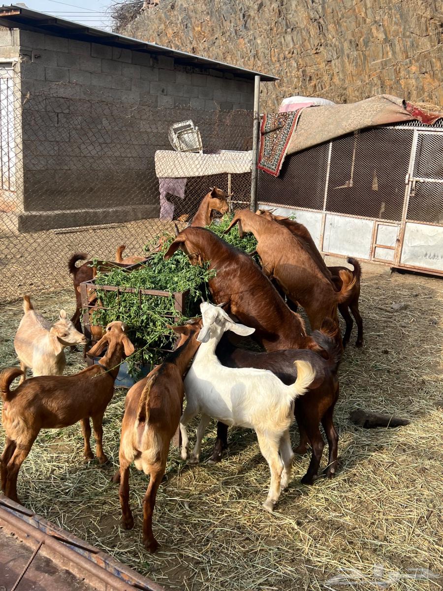 Sold sold necks and tios for sale refrigerator wholesale or retail63072514022273111