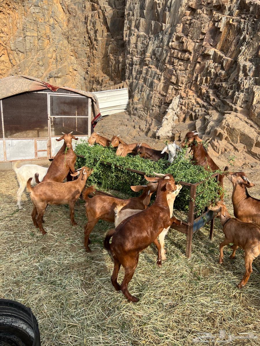 Sold sold necks and tios for sale refrigerator wholesale or retail63072514022273113