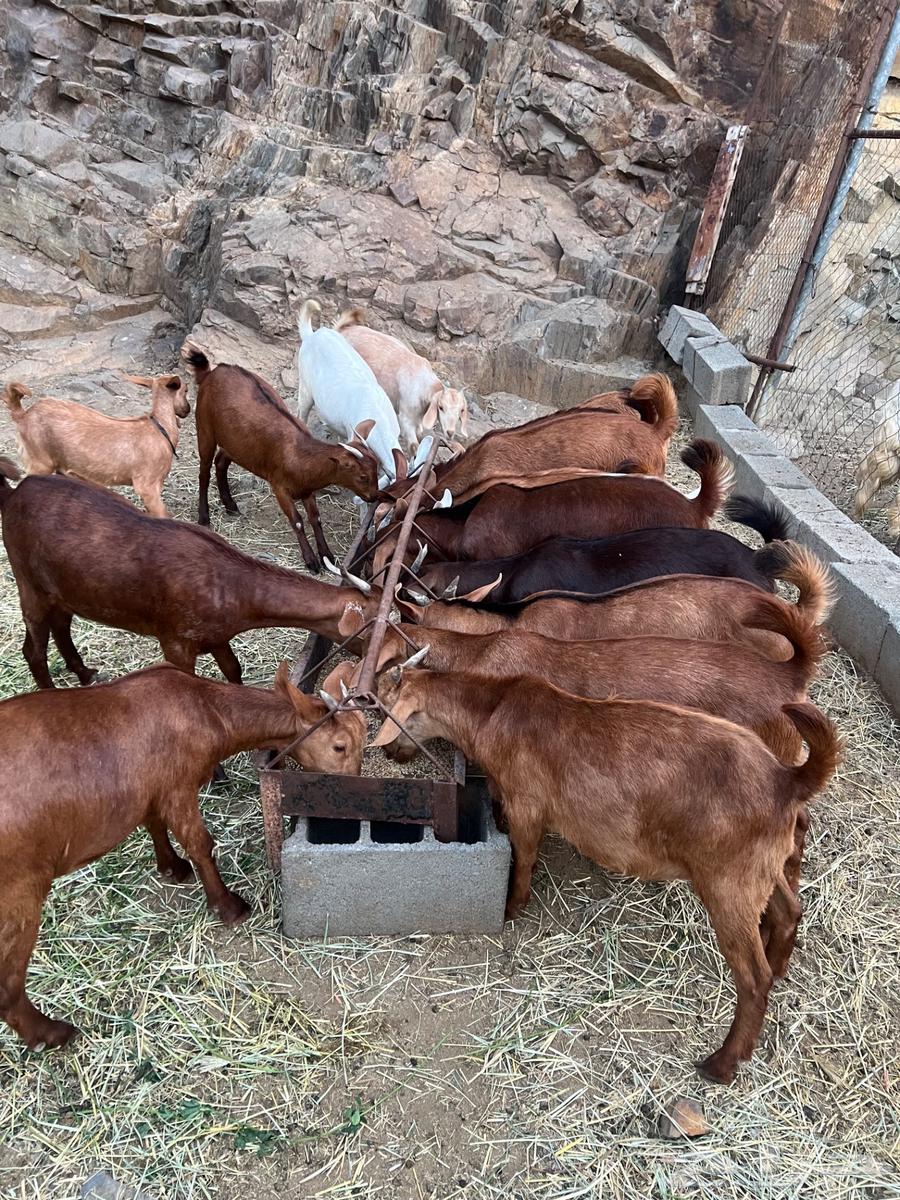 Sold sold necks and tios for sale refrigerator wholesale or retail630725140222731123
