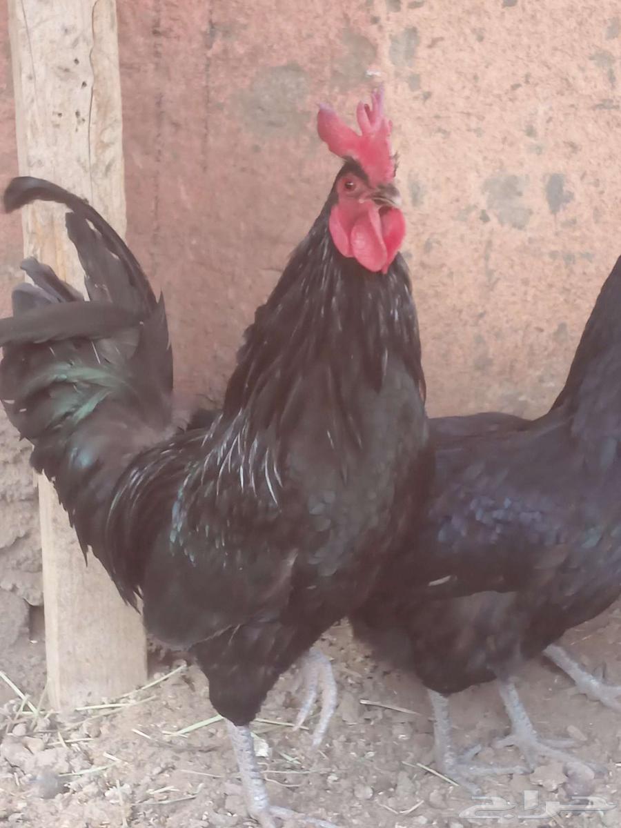 حي الاثايبه63070514282627112