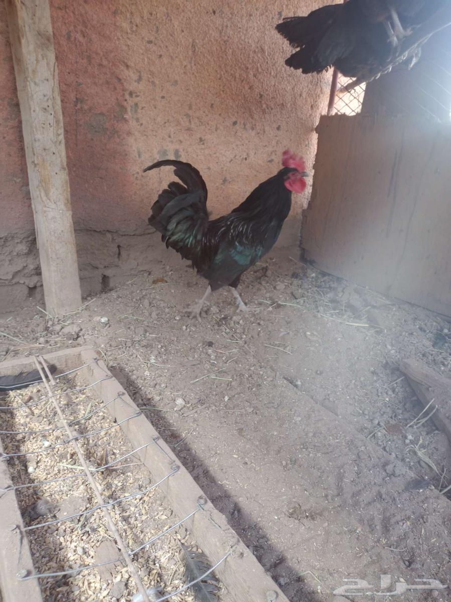 حي الاثايبه630705142826271114