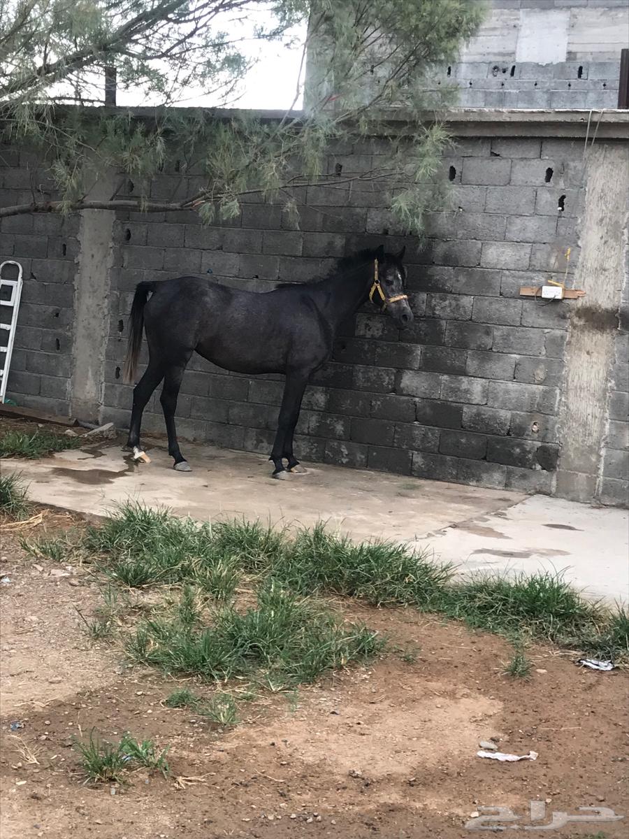 نجران63071335511171112
