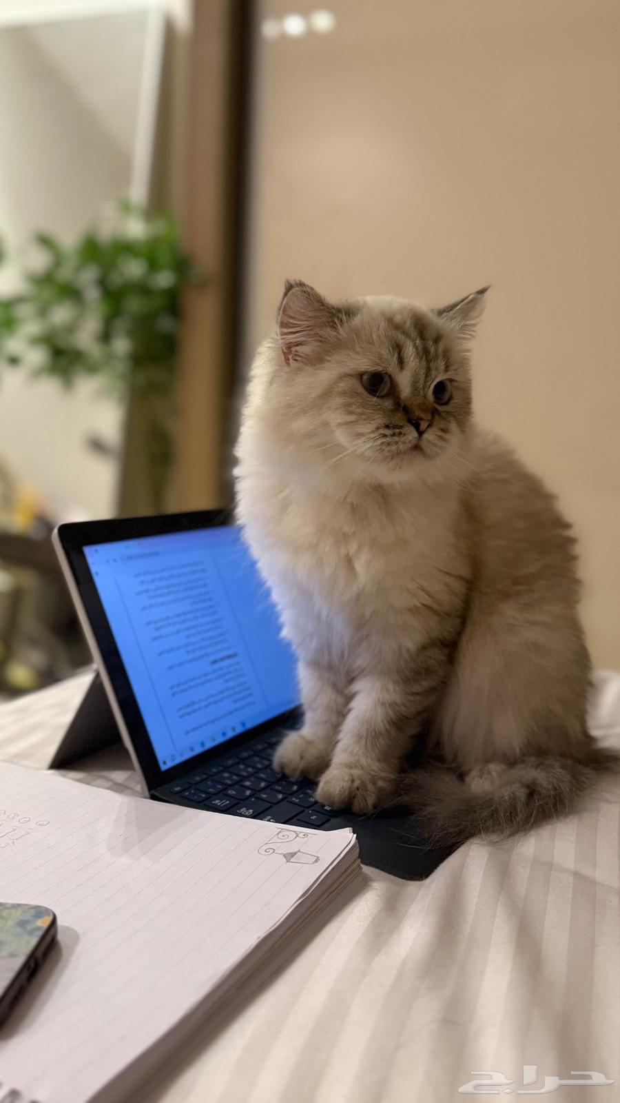 Himalayan cat for adoption in Jeddah63073806361217111
