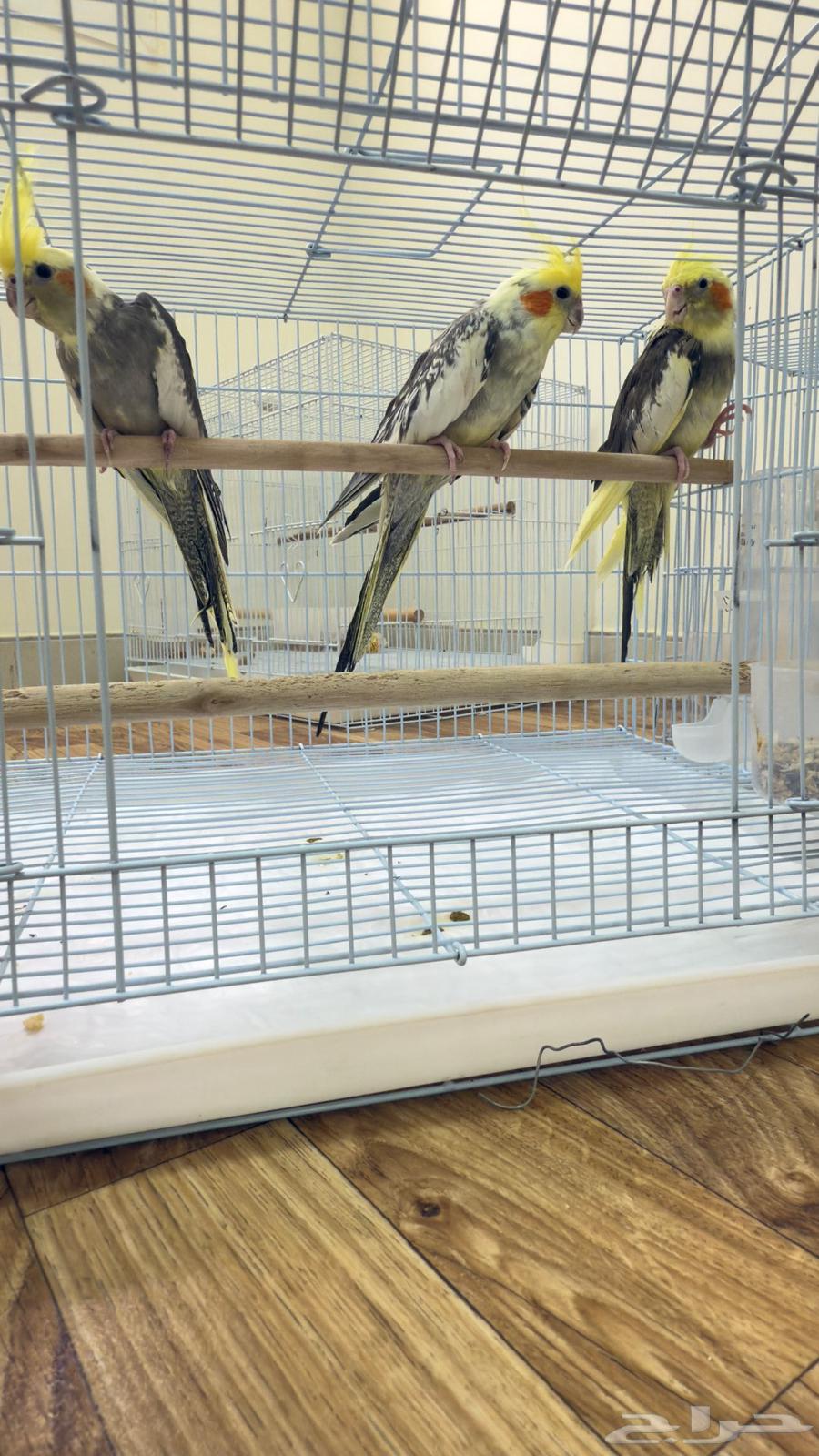 طيور كروان63071679184514112