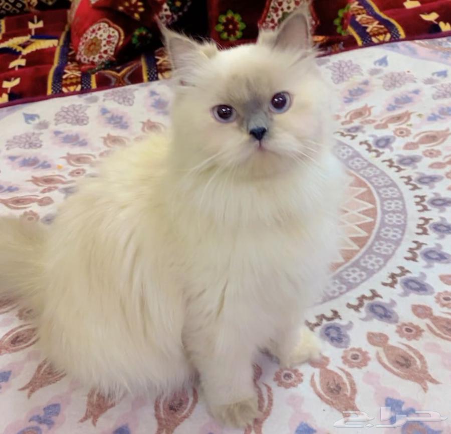 Cat for sale63072937123970112