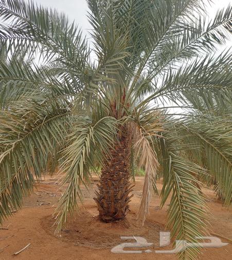 نقايل نخيل اخلاص مثمر للبيع63076186205953112