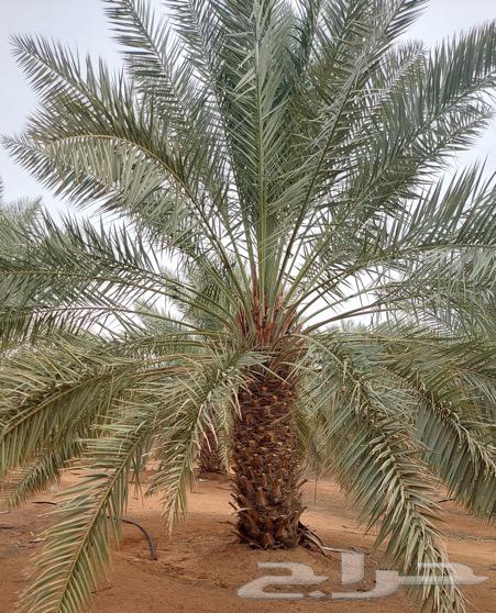 نقايل نخيل اخلاص مثمر للبيع63076186205953111