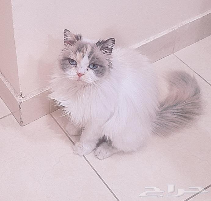 Cat kittens for adoption63082283510019113