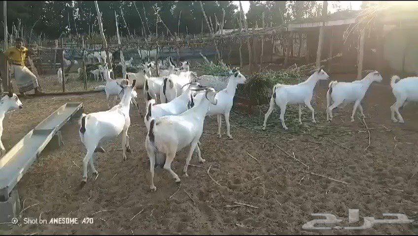 غنم جدعيات قرايب63069664612865111