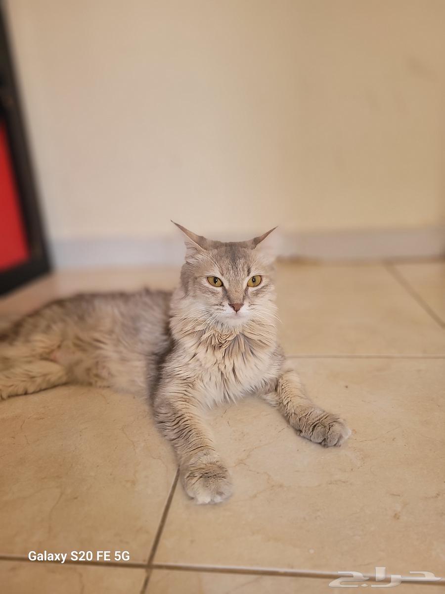 Adopt a male and a spayed female hybrid cat with all vaccinations63176401696003111