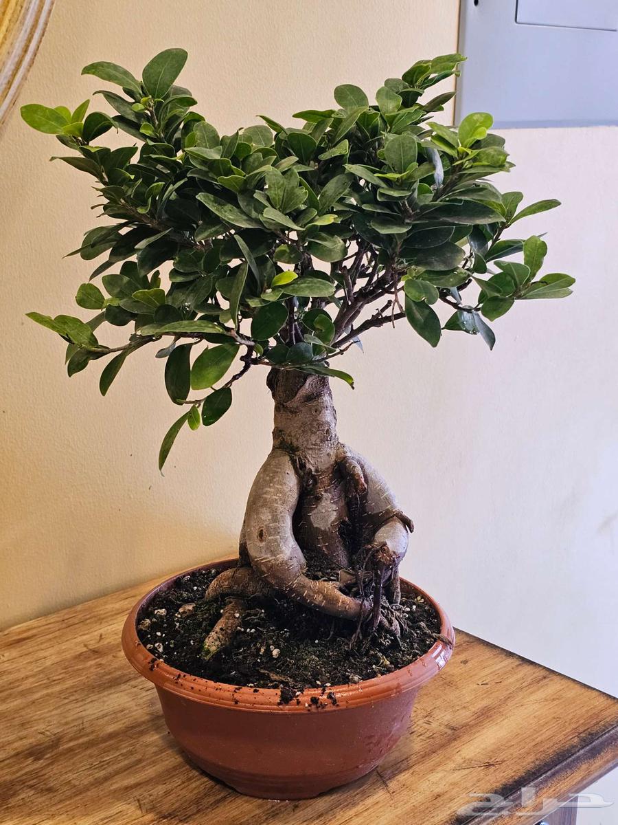 Bonsai plant63068019625091115