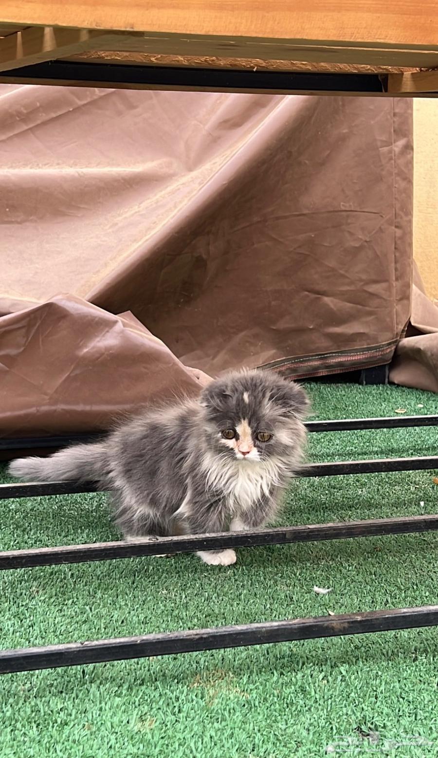 For sale cat type (Scotch Fold)63070099368577112