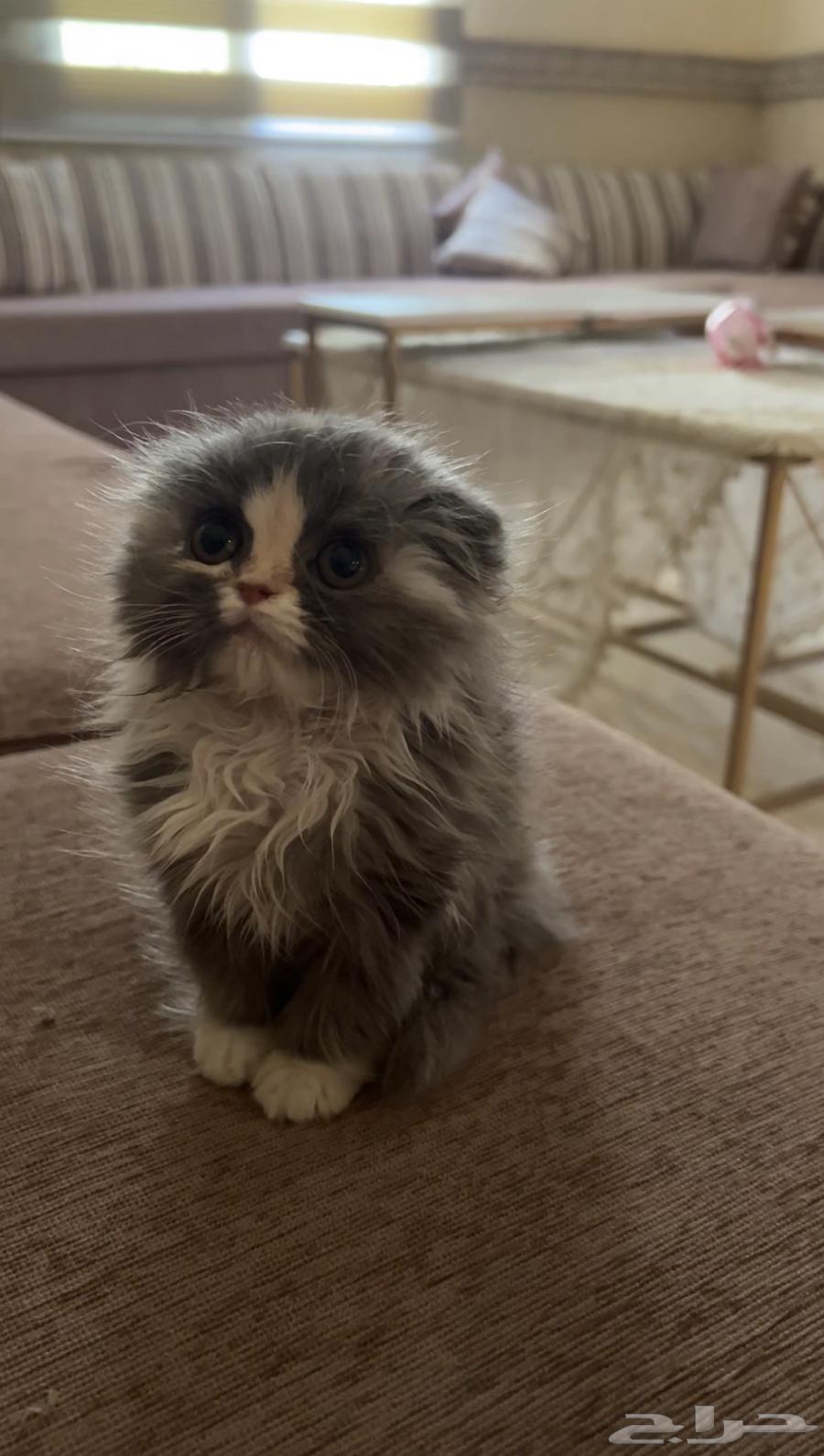 For sale cat type (Scotch Fold)630700993685771112