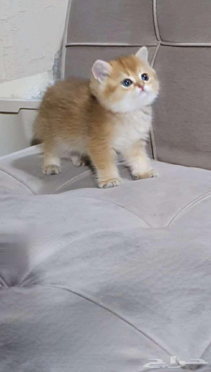 قطط برتش وسكوتش63067613492867112