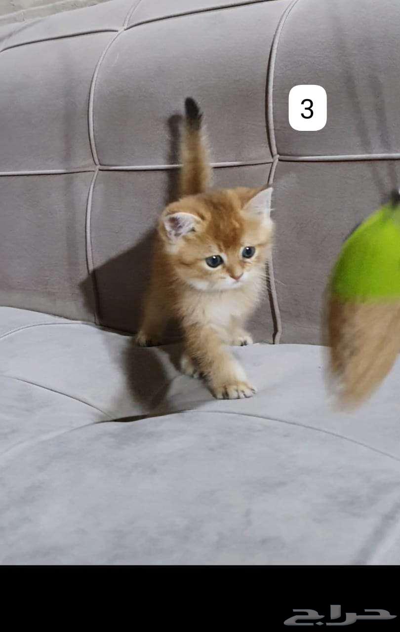 قطط برتش وسكوتش63067613492867114
