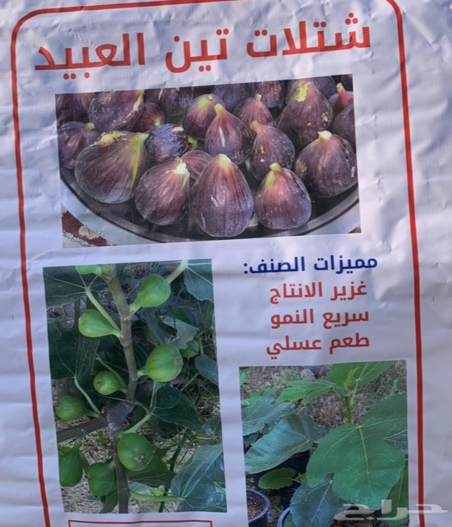 شتلات تين العبيد ممتازة ونظيفه63066022060161116