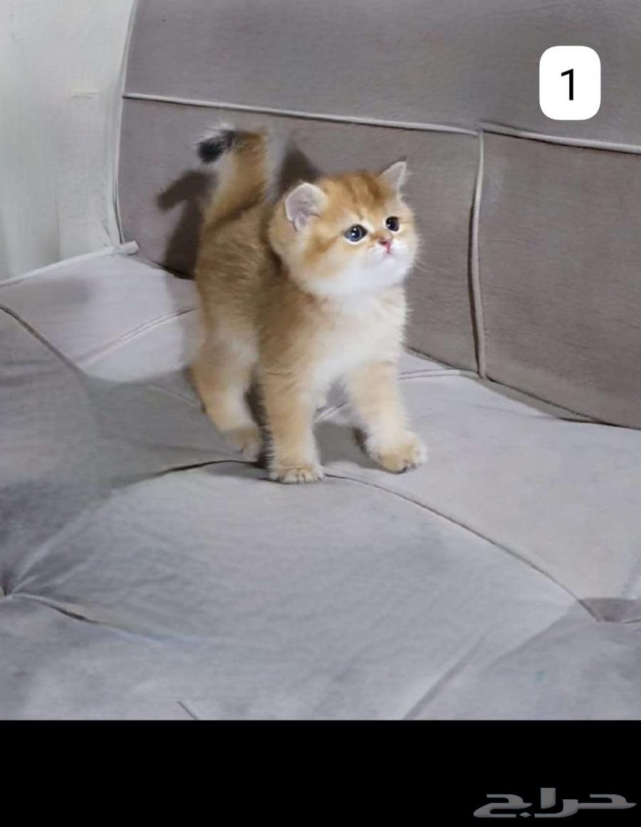 قطط برتش وسكوتش630676134928671118