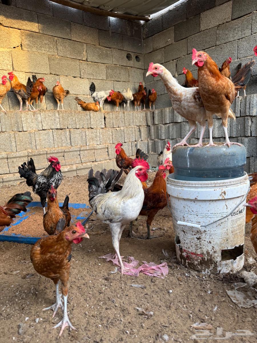 ديك للبيع63065996157698112